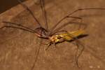 Harvestman