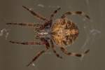 Barn Spider