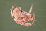 Barn Spider