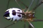 Filmy Dome spider