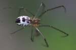 Filmy Dome spider