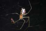 Filmy Dome spider