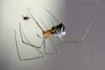 Filmy Dome spider