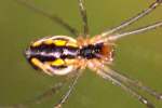 Filmy Dome spider