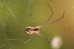 Filmy Dome spider