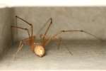 Perfect Spitting Spider
