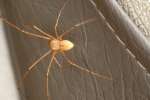 Perfect Spitting Spider