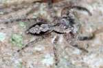 Jumping Spider - Platycryptus