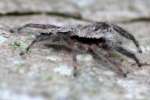 Jumping Spider - Platycryptus