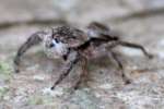 Jumping Spider - Platycryptus