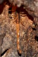 Striped Bark Scorpion