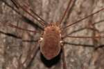 Harvestman