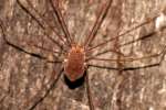 Harvestman