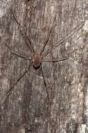 Harvestman