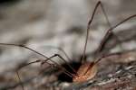 Harvestman