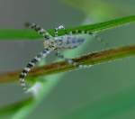 Black-and-yellow Argiope Spider