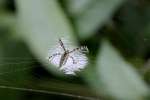 Black-and-yellow Argiope Spider