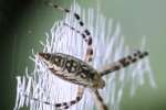 Black-and-yellow Argiope Spider