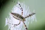 Black-and-yellow Argiope Spider