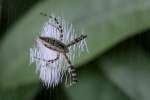 Black-and-yellow Argiope Spider