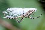 Black-and-yellow Argiope Spider