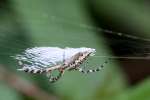 Black-and-yellow Argiope Spider