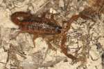 Striped Bark Scorpion