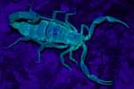 Striped Bark Scorpion