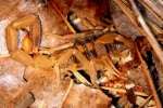 Striped Bark Scorpion