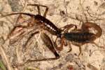 Striped Bark Scorpion