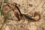 Striped Bark Scorpion