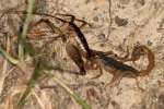 Striped Bark Scorpion