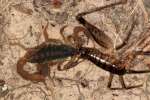 Striped Bark Scorpion