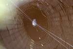 Spiny-backed Orb-weaver  Spider