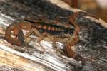 Striped Bark Scorpion