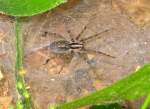 Grass Spider