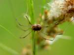 Harvestman