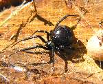 Black Widow Spider