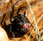 Black Widow Spider