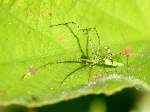 Green Lynx Spider