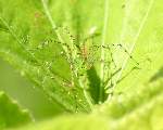 Green Lynx Spider