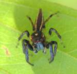 Jumping Spider - Thiodina