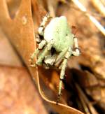 Micrathena Spider