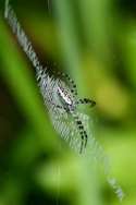 Black-and-yellow Argiope Spider