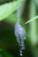 Black-and-yellow Argiope Spider