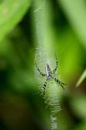 Black-and-yellow Argiope Spider