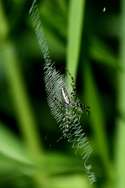 Black-and-yellow Argiope Spider