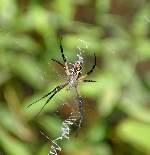 Black-and-yellow Argiope Spider