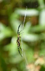 Black-and-yellow Argiope Spider