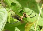 Black-and-yellow Argiope Spider